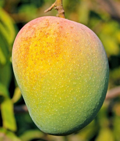 Mango Kesar (Grafted) Plant, Aam Kesar Tree