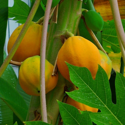 Papaya Plant