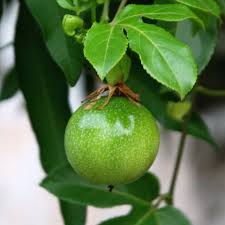 Passion Fruit Plant - Passiflora edulis