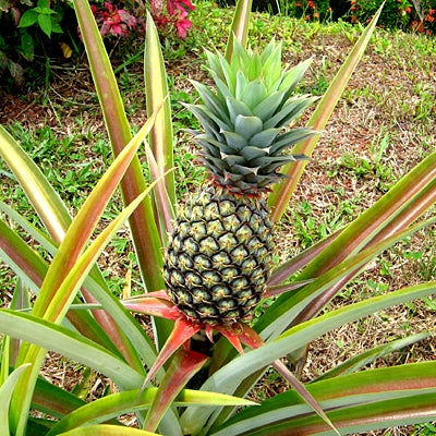 Pineapple Plant