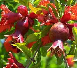 Pomegranate Plant - Anar