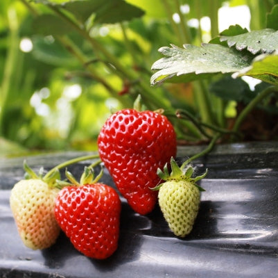 Strawberry Plant