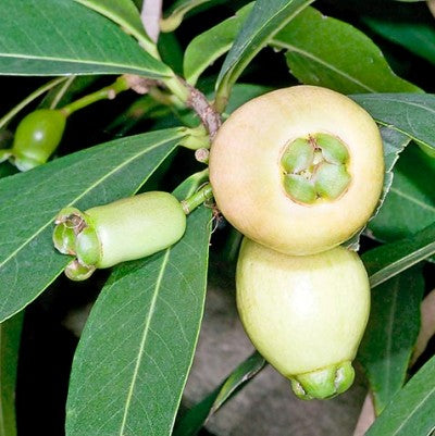 Jambu - White Guava