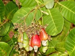 Anacardium Occidentale Cashew, Kaju - Seeds (1kg)