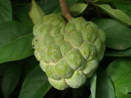 Annona Squamosa - Sharifa Seeds (1kg)