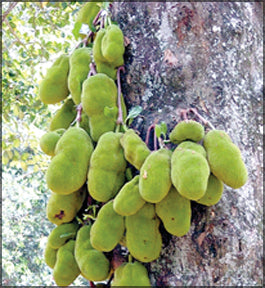 Artocarpus Integrifolia - Seeds (1kg)