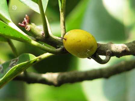 Mimusops Hexandra Khirni Seeds (1kg)