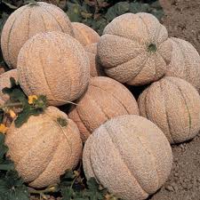 Musk Melon F1 Hybrid Mithas - Seeds