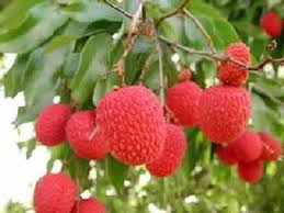 Nephelium Litchi Seeds (1kg)