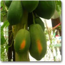 Papaya Shah Nanah - Seeds (30 seeds)