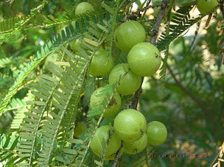 Phyllanthus Emblica, Amla Seeds (1kg)