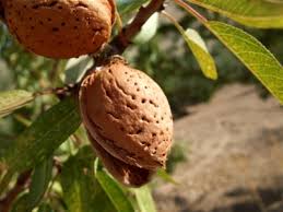 Prunus Amygdalus Almond, Badam Seeds (1kg)