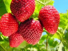 Strawberry Alpine Fragiria - Seeds