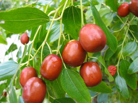 Ziziphus Jujuba Seeds - (1kg)