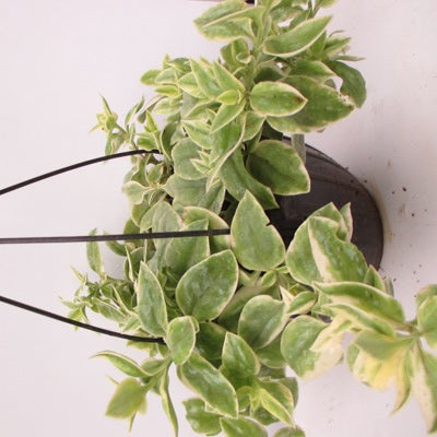 Aptenia Cordifolia Variegata - Baby Sun Rose Plant Hanging