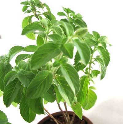 Kapoor Tulsi Plant