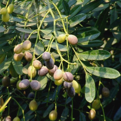 Laxmitaru Plant - Simarouba Glauca, Paradise Tree, Bitterwood