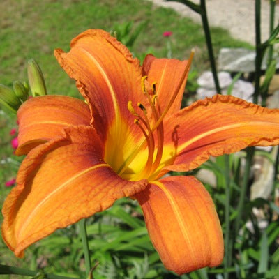 Day Lily Orange Plant - Hemerocallis