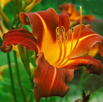 Day Lily Red Plant - Hemerocallis