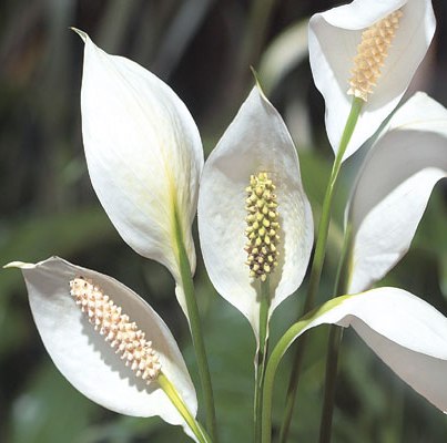 Peace Lily, Spathiphyllum Scented Air purify Plant