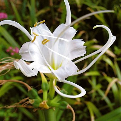 Crinum Lily White