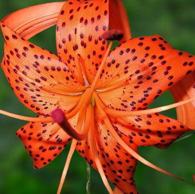 Tiger Lily