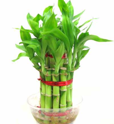 2 Layer Lucky Bamboo plant