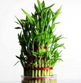 4 Layer Lucky Bamboo