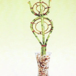 Lucky Bamboo Ring Arrangement