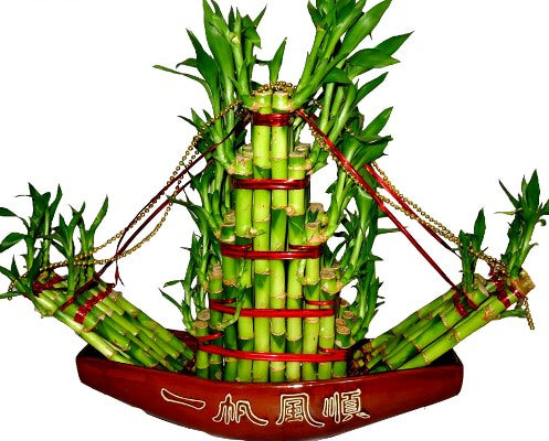 Lucky Bamboo Boat Arrangement