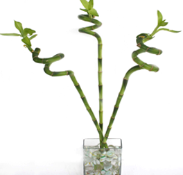 Lucky Bamboo Spiral Sticks (3 Stick, 60cm)