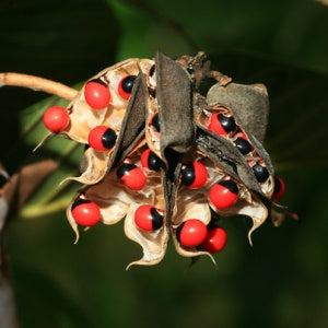 Abrus Precatorius Plant - Coral Bead Vine, Rosary Pea, Gunj