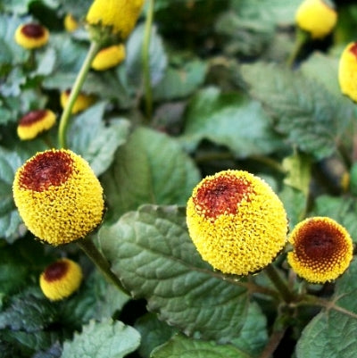 Acmella Oleracea - Toothache Plant