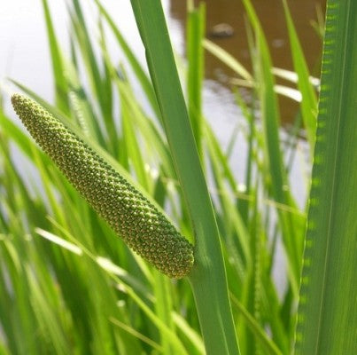 Acorus Calamus - Vekhand