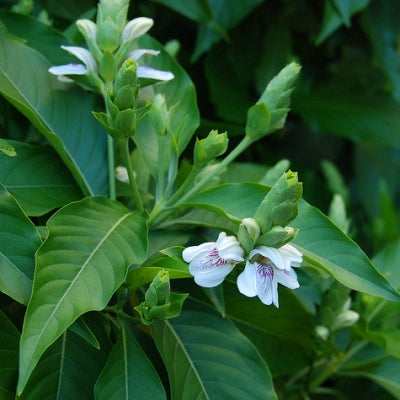 Adulsa Plant