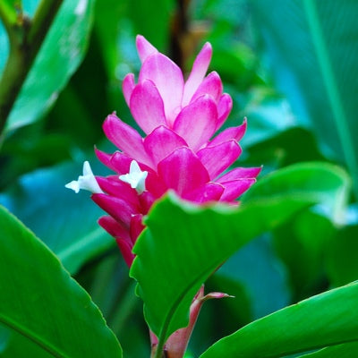 Alpinia Purpurata - Pink Ginger Plant, Cone Ginger