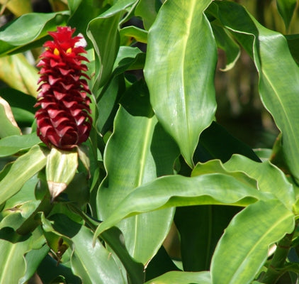 Costus Igneus - Insulin Plant (Pack of 10 Plants)