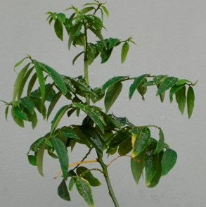 Multivitamin Plant - Thavasi Keerai (Chakramuni plant)