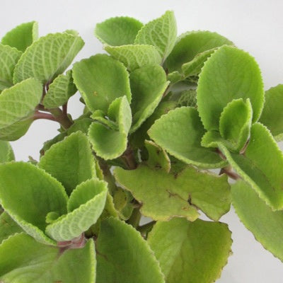 Ova - Ajwain Leaves Plant