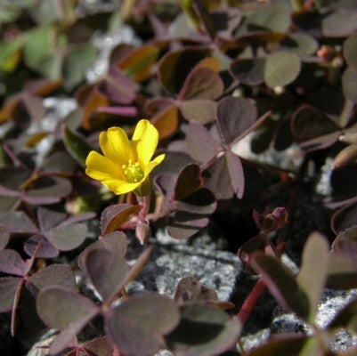 Oxalis Corniculata