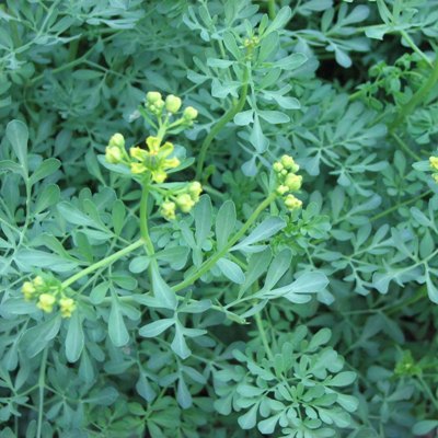 Common Rue Dried Cut Leaves & Stems Loose Herb Tea - Ruta Graveolens L. ( 100g Common Rue Dried Cut Leaves & Stems Loose Herb Tea - Ruta Graveolens L. ( 100g