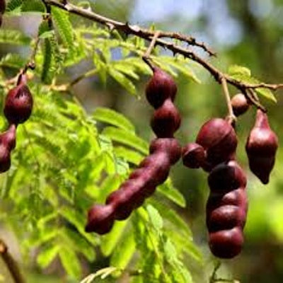 Shikakai Plant - Acacia Concinna