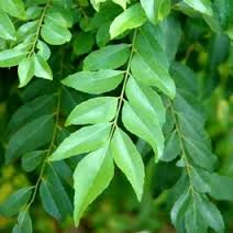 Kadi Patta Plant, Curry Leaves live Plant, Sweet Neem, Mitha Neem