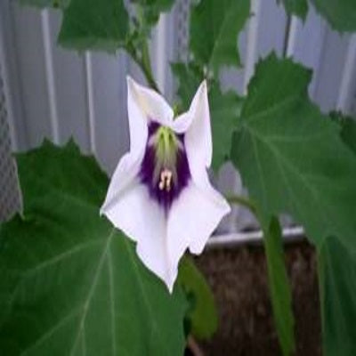 Datura Fastuosa, Kala Dhatura - Seeds (1Kg)