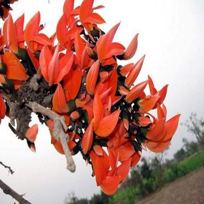 Palash, Butea Monosperma - Seeds (1Kg)