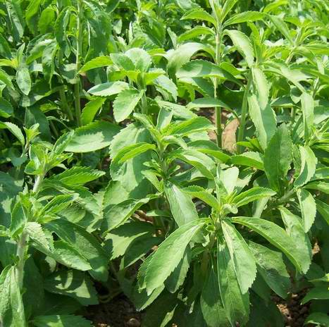 Stevia Rebaudiana - Seeds