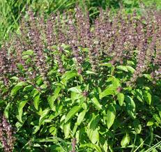 Tulsi - Seeds