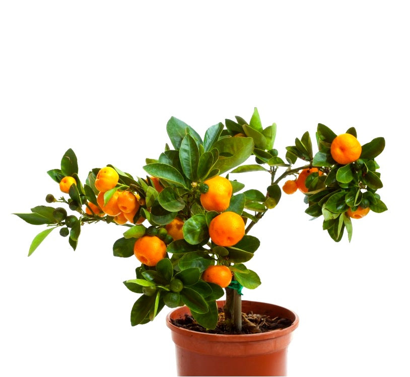 Ornamental Orange Green Plant