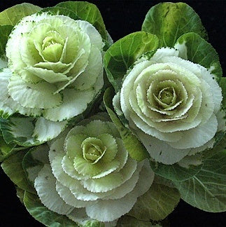 Ornamental Cabbage White - Kale