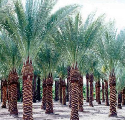 Date Palm Seeds - 1KG